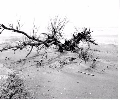 Georges JONIAUX (1932-1987)


Camargue Inconnue,...