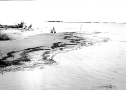 Georges JONIAUX (1932-1987)

Camargue inconnue.
Tirage...