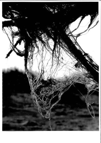 Georges JONIAUX (1932-1987)


Cinq tirages...