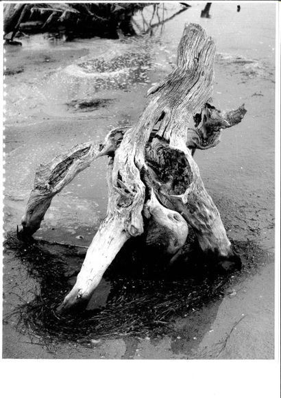 Georges JONIAUX (1932-1987)


Camargue inconnue...