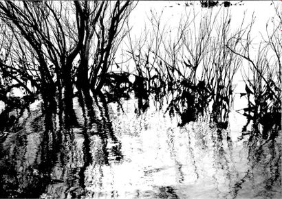 Georges JONIAUX (1932-1987)


Camargue inconnue,...
