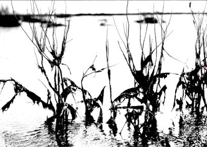 Georges JONIAUX (1932-1987)


Camargue inconnue,...