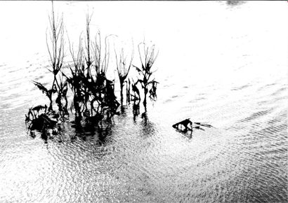 Georges JONIAUX (1932-1987)


Camargue inconnue,...