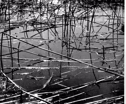 Georges JONIAUX (1932-1987)


Camargue Inconnue,...