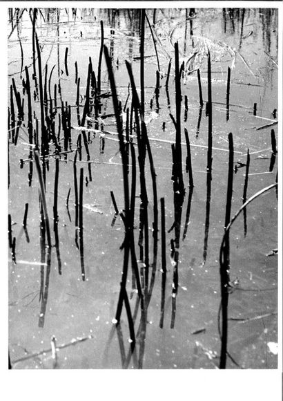 Georges JONIAUX (1932-1987)


Camargue Inconnue,...