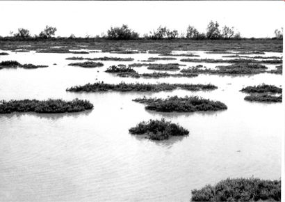 Georges JONIAUX (1932-1987)


Camargue inconnue,...