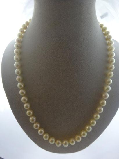 Collier chocker de perles blanches de culture.

Fermoir...