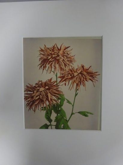 Kazuma OGAWA (1860-1929)


Etudes de dahlias....