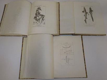 Dictionnaire des Sciences Naturelles. 

Paris,...