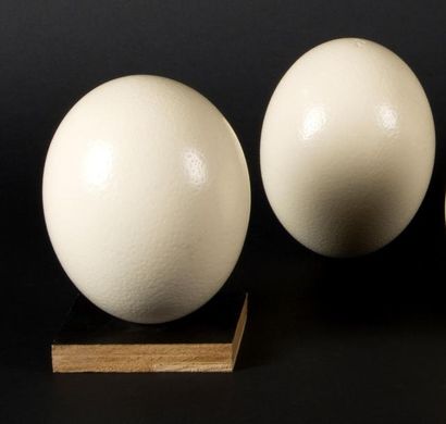 Deux oeufs d'autruche à patine blanc-ivoire.

Vidés.

XXème...