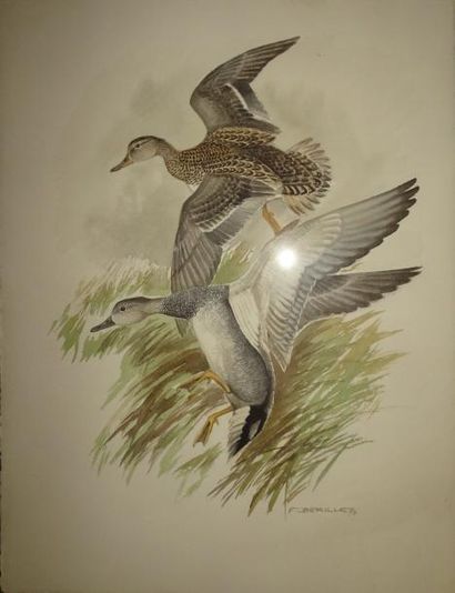 Francis BERILLE (1945)


Envol de canards....