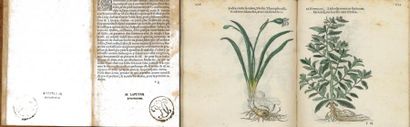 FUCHS, LÉONARD


Histoire des plantes avec...