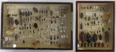 Deux cadres vitrines contenant des cafards,...