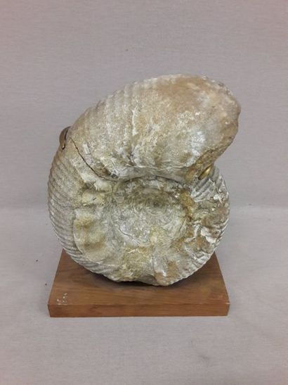 Ammonite fossilisée.

Montée sur socle.

31...