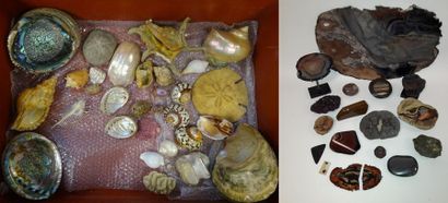 Ensemble de coquillages, certains polis,...