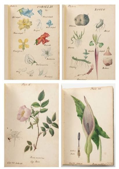 Ecole Anglaise du milieu du XIXème siècle


BOTANICAL...