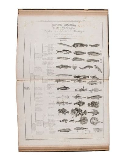 COMTE (Achille)
Règne animal disposé en tableaux...