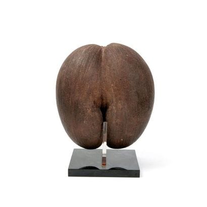 Coco-Fesse

Espèce endémique des Seychelles.

Lodoicea...