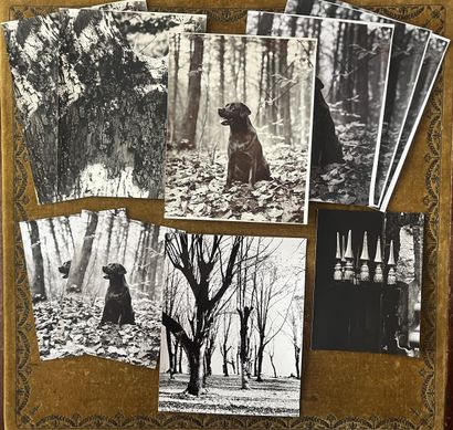 Marc WAYMEL (1949–2024). Still lifes, dogs,...