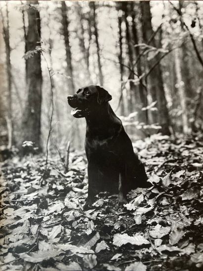 Marc WAYMEL (1949–2024). Portraits of a dog,...