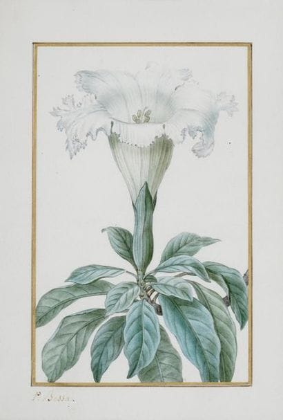 BESSA Pancrace , 1772-1846

Solandra Grandiflora...