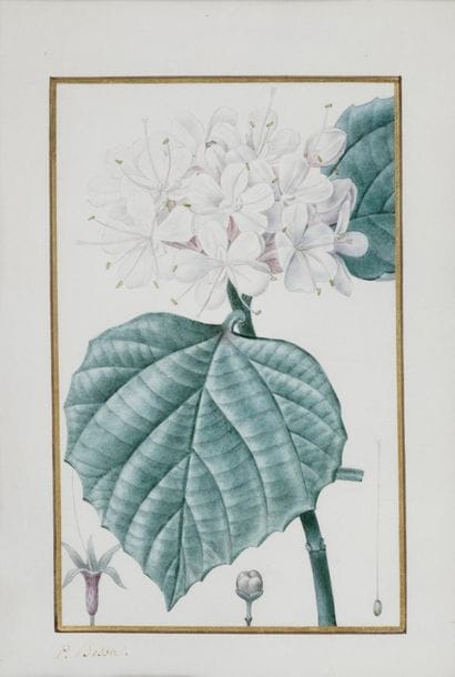 BESSA Pancrace , 1772-1846

Volkamier odorant...