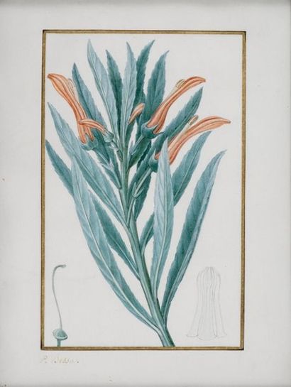 BESSA Pancrace , 1772-1846

Lobélie de Brandt...