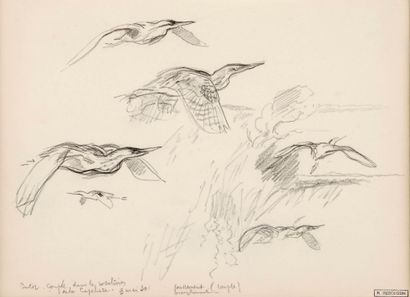 REBOUSSIN Roger, 1881-1965, 
Butors en vol,...