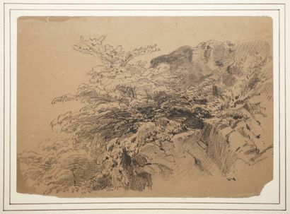 CASSAGNE Armand Théophile, 1823-1907,
Arbuste...