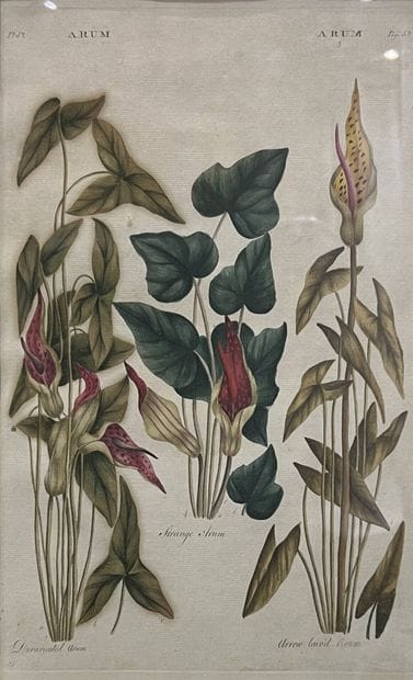 John Hill.
Le système végétal.
Planche 52:...