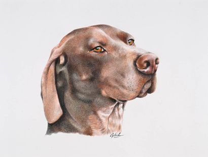 CYBÈLE, XX-XXIème siècle,
Tête de braque,
crayons...