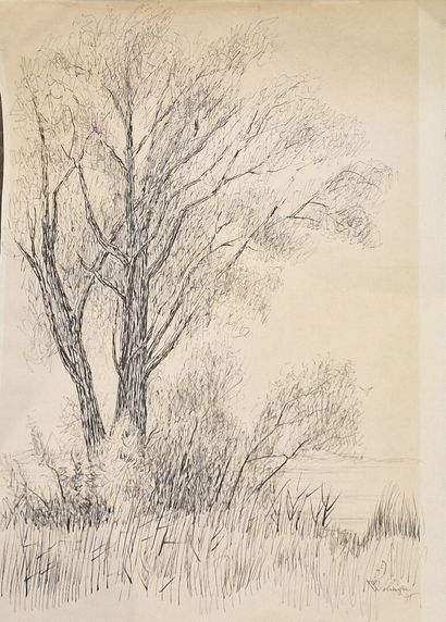 WERINGER (XX-XXI)
Study of a tree, Préfargier...