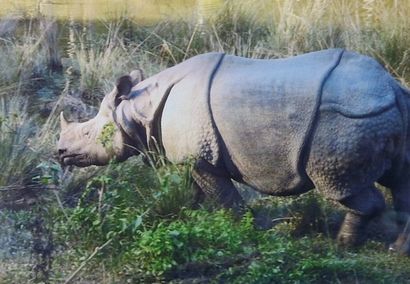 René ROBERT (1936-2022). Rhinoceros in Chitwan...