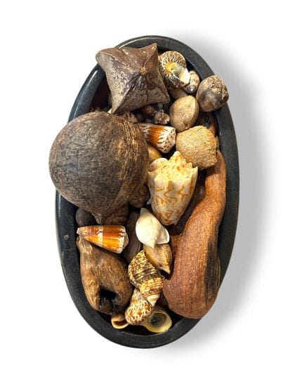 KANAK, Nouvelle-Calédonie, 
Lot de coquillages,...