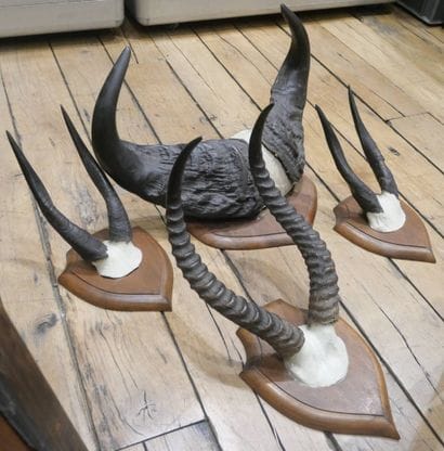 Ensemble de quatre trophées de chasse d'animaux...