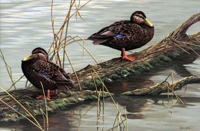 GIRARD, Pierre (1967 - )
« Tranquilité (canards...