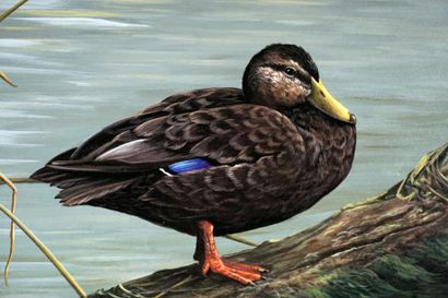GIRARD, Pierre (1967 - )
« Tranquilité (canards...
