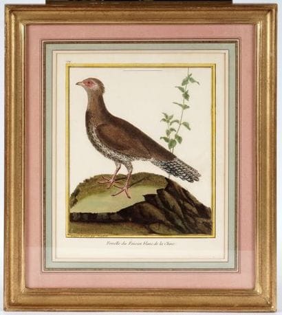 After MARTINET, François Nicolas (1760-1800)

Birds...
