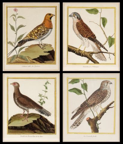 After MARTINET, François Nicolas (1760-1800)

Birds...