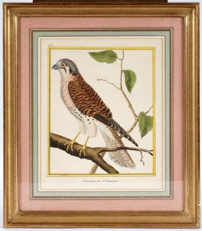 After MARTINET, François Nicolas (1760-1800)

Birds...