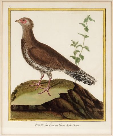 After MARTINET, François Nicolas (1760-1800)

Birds...