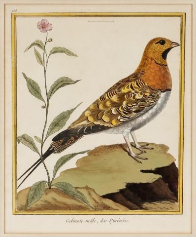 After MARTINET, François Nicolas (1760-1800)

Birds...