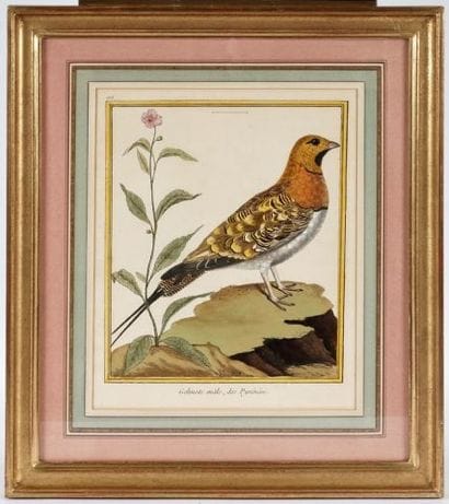 After MARTINET, François Nicolas (1760-1800)

Birds...
