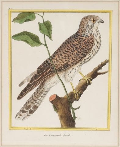 After MARTINET, François Nicolas (1760-1800)

Birds...