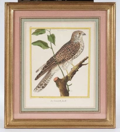 After MARTINET, François Nicolas (1760-1800)

Birds...