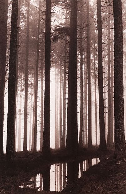 GAUDARD, Pierre (1927-)
Forêt au crépuscule
Impression...