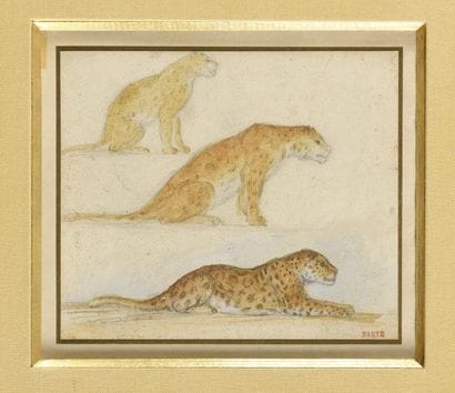 Étude de léopard Aquarelle sur traits de...