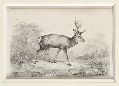 Étude de cerf Impression en noir A vue :...