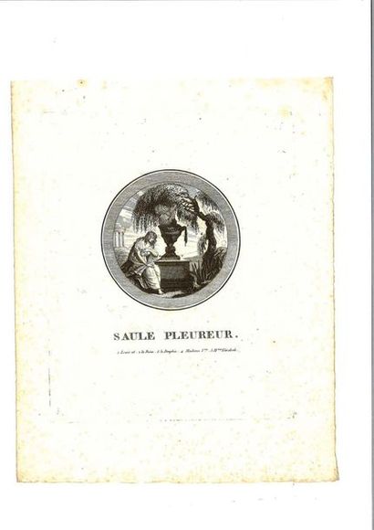 « Le Saule pleureur » Gravure aquarellée...