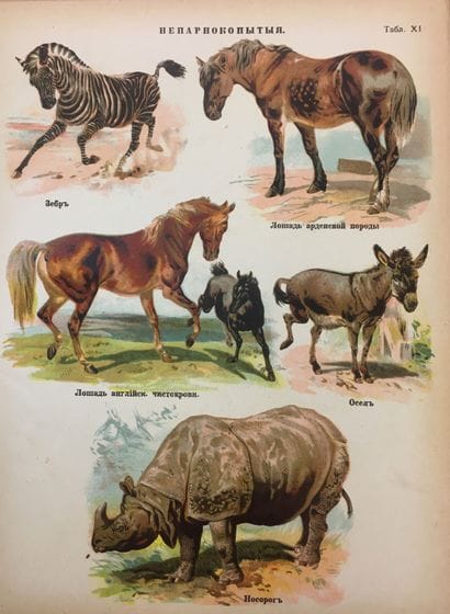 LE MONDE DES ANIMAUX. ATLAS ZOOLOGIQUE. 

Prof....